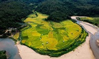 Golden rice paints the terraces in Mang Den