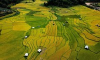 Temporada dorada en las terrazas de arroz de Kon Tum