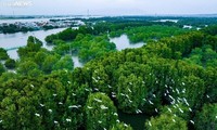 “Bird Islet Ecological Area” creates a green oasis in Binh Dinh