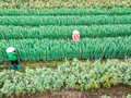 Preparations underway at Tay Tuu flower village ahead of Tet