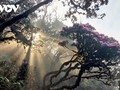 Pu Ta Leng, a ‘fairyland’ in Hoang Lien Son mountain range