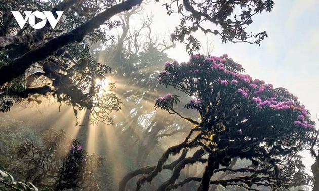 Pu Ta Leng, a ‘fairyland’ in Hoang Lien Son mountain range