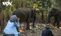 Elephant tour of Yok Don National Park