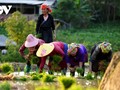 Mù Cang Chai: Un paradis pendant la saison des pluies