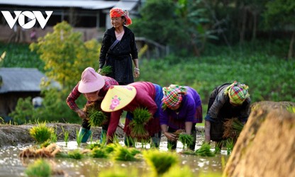 Mù Cang Chải mùa nước đổ - Bức tranh thủy mặc nơi vùng cao Tây Bắc