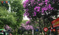 Hanoi coated in romantic purple with crape myrtle flowers