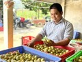 S’enrichir grâce au citron vert? C’est possible… 