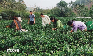 Những làng nghề truyền thống ở Yên Bái phát triển kinh tế